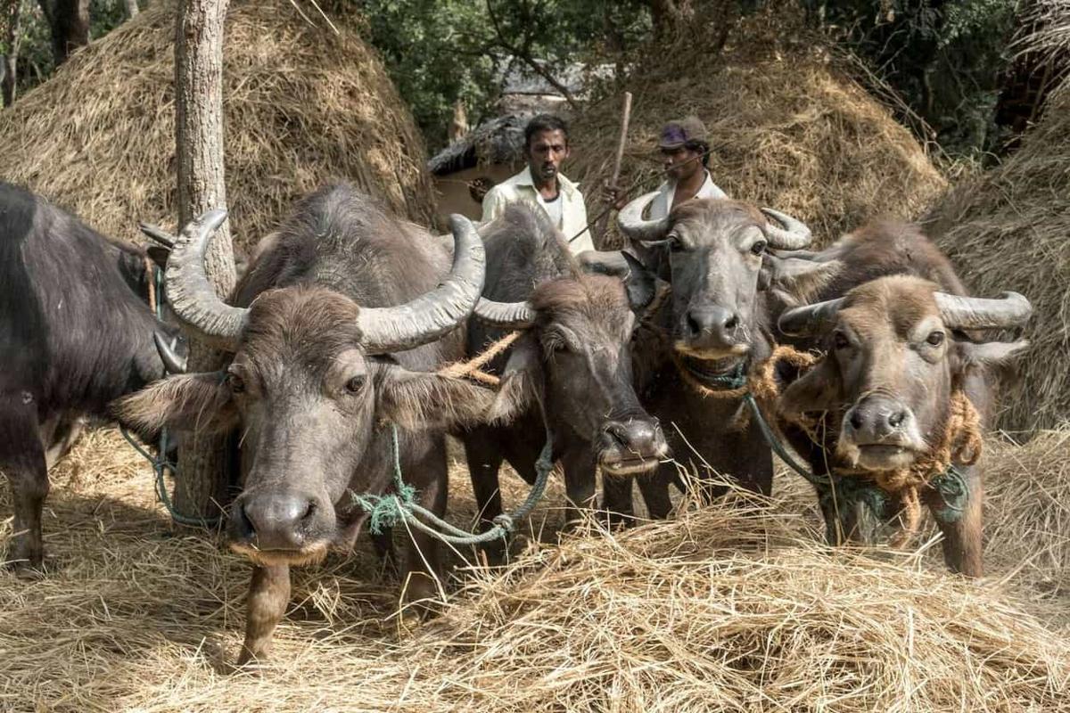 Buffalo threshing the rice harvest on the paddy at Ulpotha.