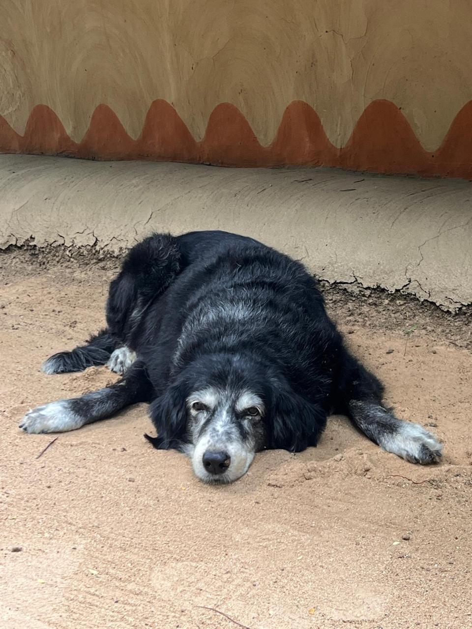 Happy dog relaxing at Ulpotha