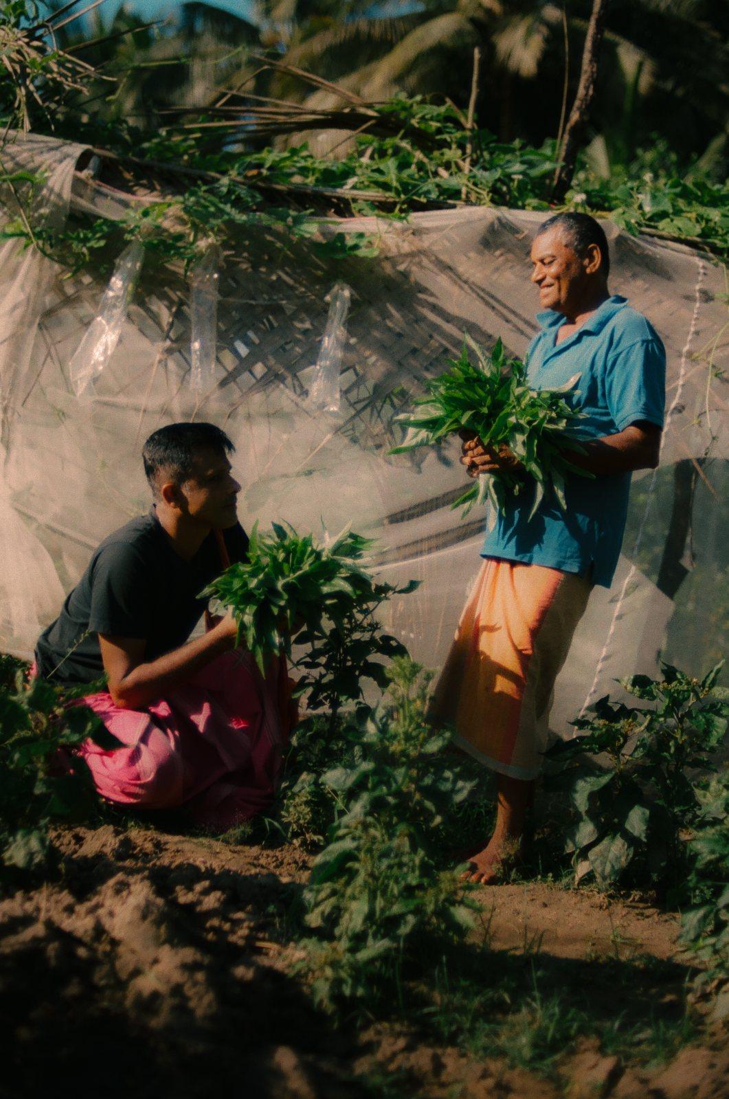 Villagers in the garden picking Neem leaves