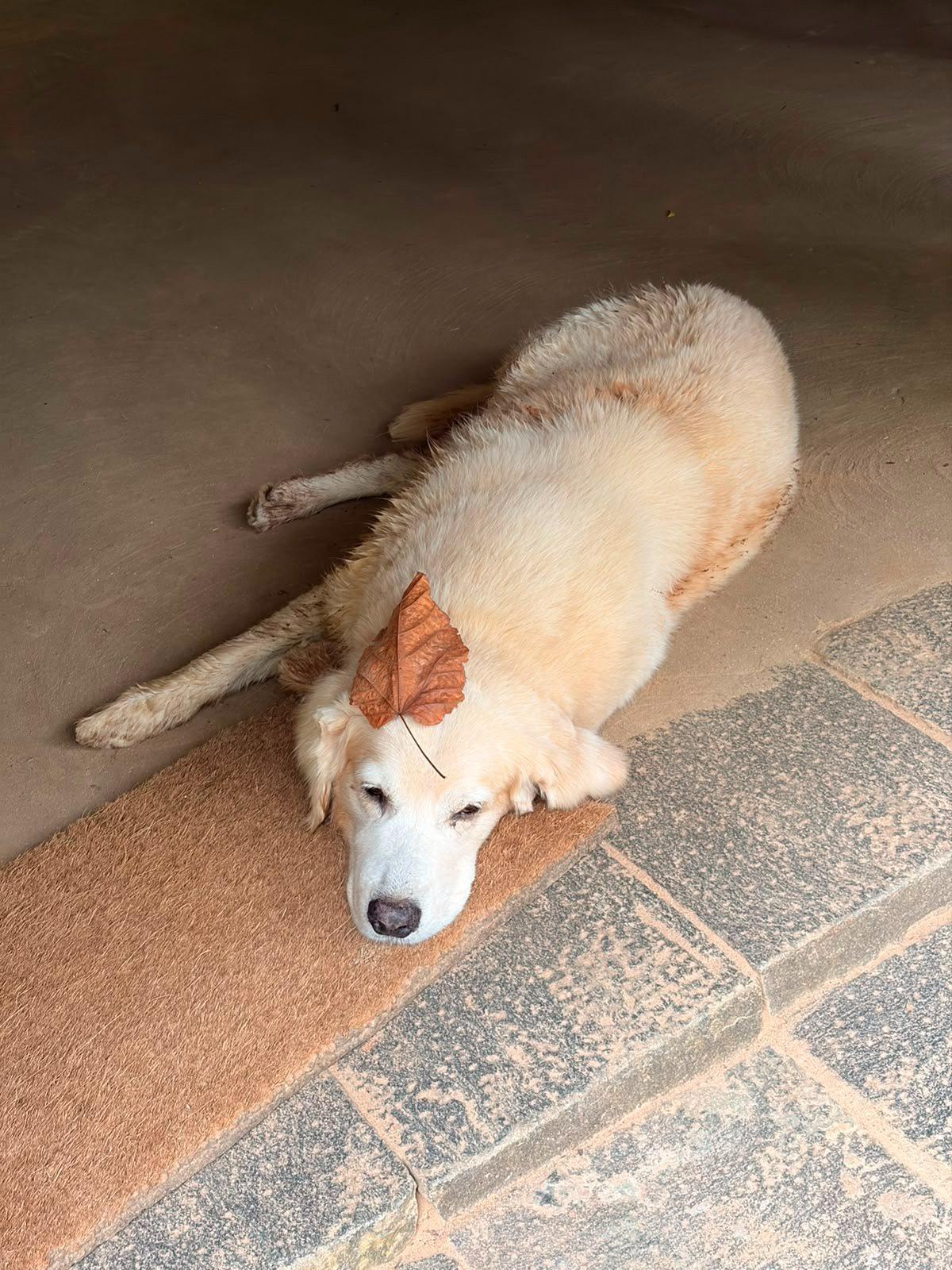 Nirosha's Gilly RIP
