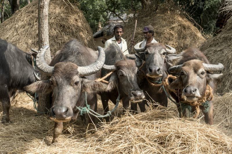 Two village farmers with four water buffalo on threshing straw between haystacks in rural Sri Lanka.