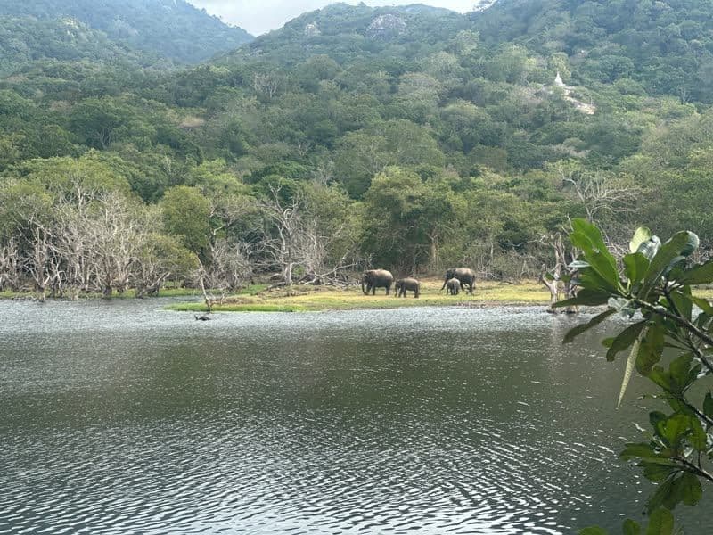 Wild elephants with a calf grazing on the far shore of a lake, jungle hills and a white stupa behind them.