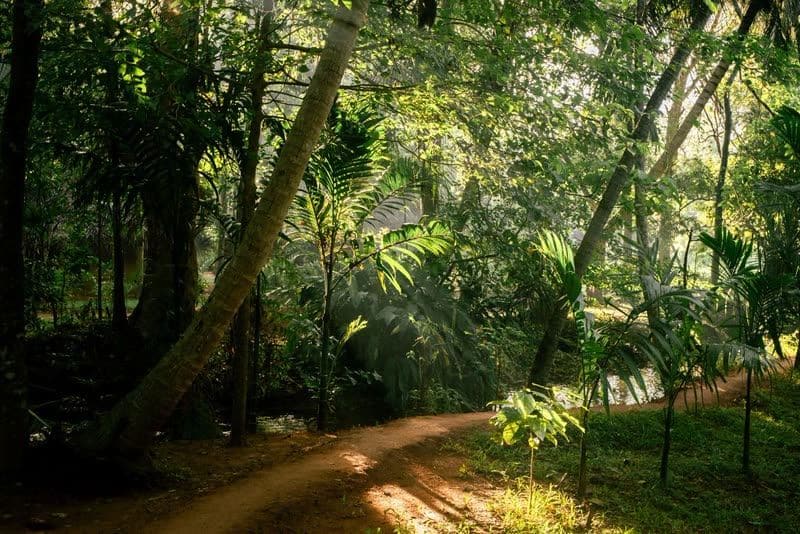 A red-earth footpath winding through dense jungle, morning sunlight streaming through palms and tall trees.