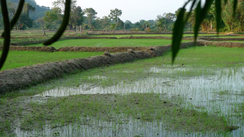 Flooded rice paddy fields with young seedlings and mud bunds, jungle trees in the background.