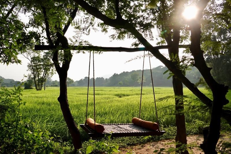 Wooden swing bed with orange bolsters hanging from trees beside a green rice paddy, sun flaring through the leaves.